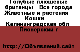 Голубые плюшевые британцы - Все города Животные и растения » Кошки   . Калининградская обл.,Пионерский г.